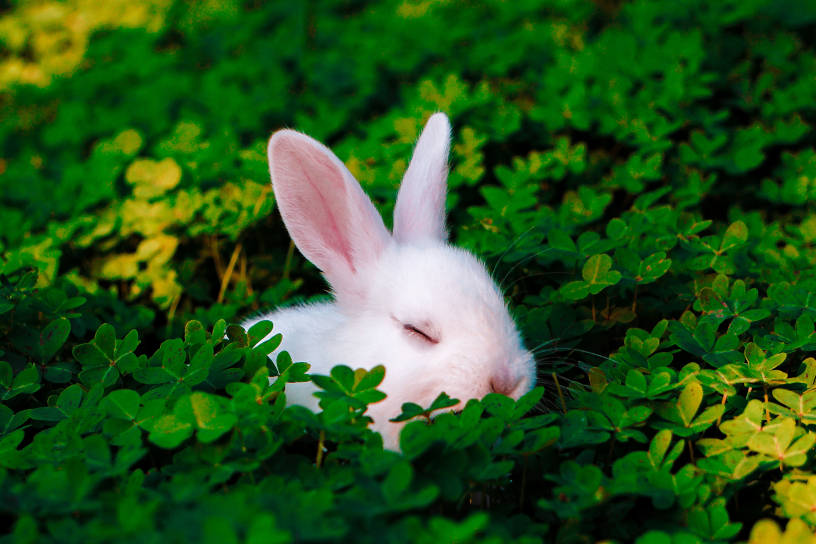 Weißes Kaninchen schläft im Klee
